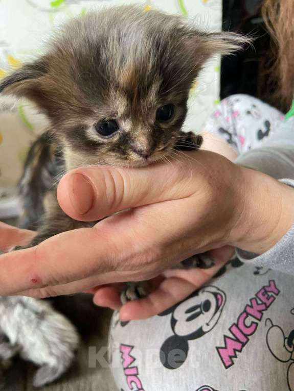 Кошки в других городах Ставропольского края: Мейн-кун 10.000 руб Девочка, Бесплатно - фото 3