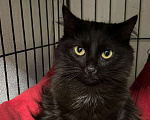 Кошки в Москве: Кошка Тучка 3 года живёт в клетке приюта Девочка, Бесплатно - фото 3