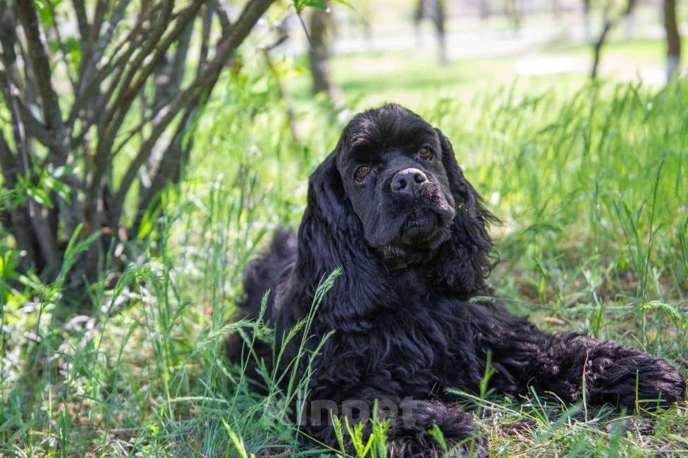 Собаки в Краснодаре: Щенки американского кокер спаниеля Мальчик, 60 000 руб. - фото 2