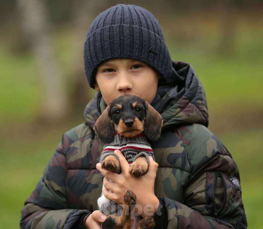 Собаки в Санкт-Петербурге: Щенки жш таксы. Питомник РКФ Девочка, 45 000 руб. - фото 7