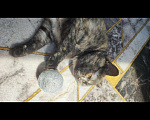 Кошки в Красноярске: Шотландская кошечка прямоухая короткошёрстная  Девочка, Бесплатно - фото 1