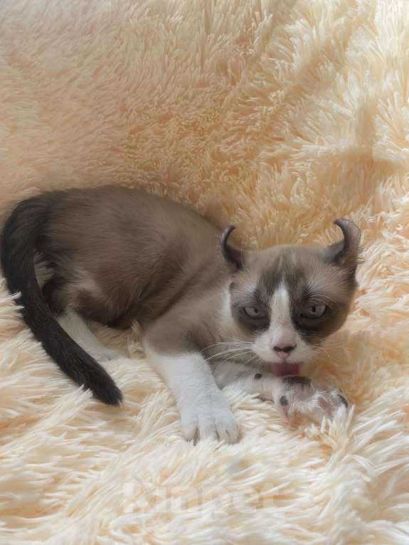 Кошки в Балашихе: Американский керл Девочка, 20 000 руб. - фото 3