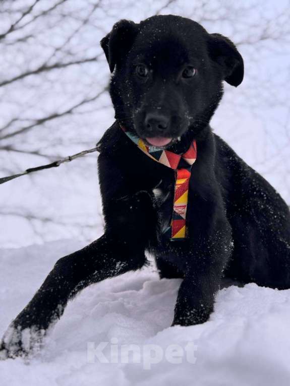 Собаки в Уфе: Щенок Мальчик, 300 руб. - фото 10