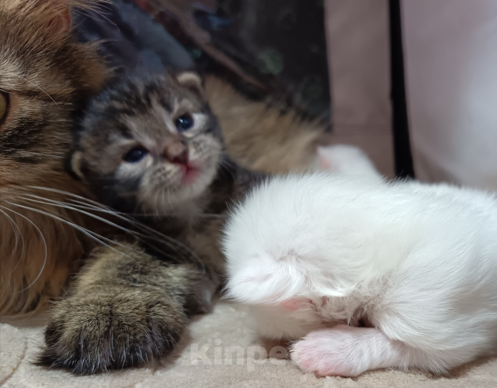 Кошки в Санкт-Петербурге: Сибирский клубный котенок с документами и вакцинациями Девочка, Бесплатно - фото 1