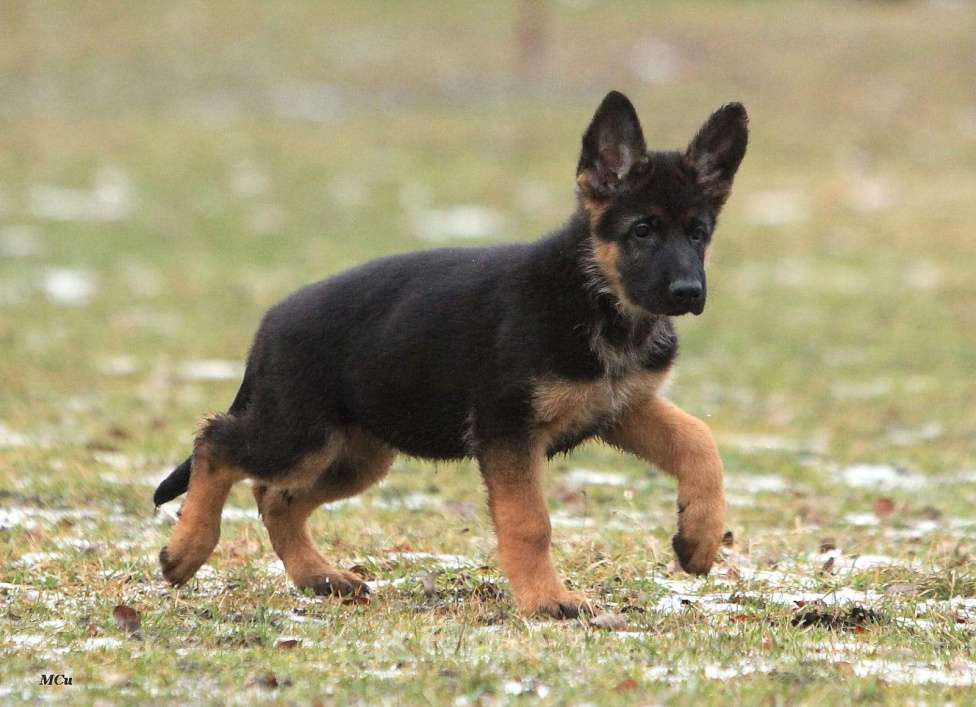 Собаки в Электростали: Щенки немецкой овчарки  Девочка, 60 000 руб. - фото 7