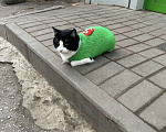 Кошки в Ростове-на-Дону: Котику со сложной судьбой нужен дом  Мальчик, Бесплатно - фото 4