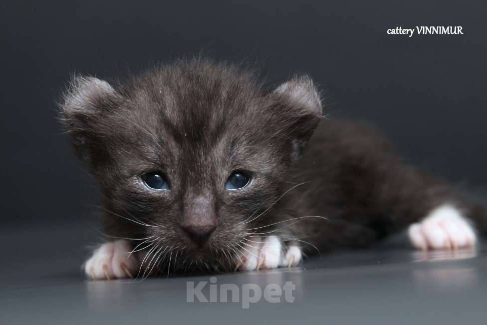 Кошки в Санкт-Петербурге: Котята американский керл Мальчик, Бесплатно - фото 1