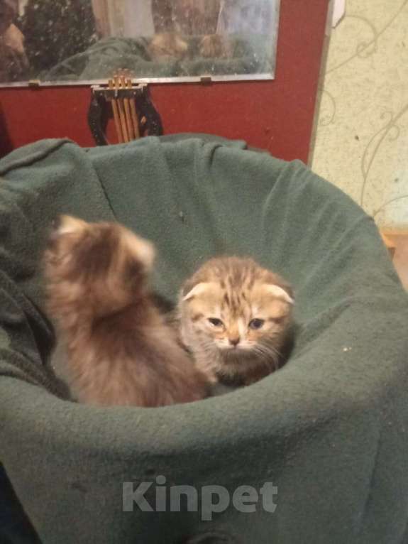 Кошки в Калуге: Шоотландские вислоухиие Девочка, 4 000 руб. - фото 2