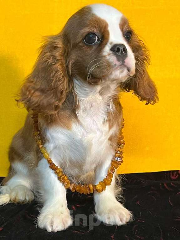 Собаки в Санкт-Петербурге: БЕСТ ИЛРЕАН ИЛЬСУРА Девочка, 230 000 руб. - фото 4