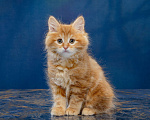 Кошки в Новосибирске: Яркий котенок курильского бобтейла Девочка, 35 000 руб. - фото 2
