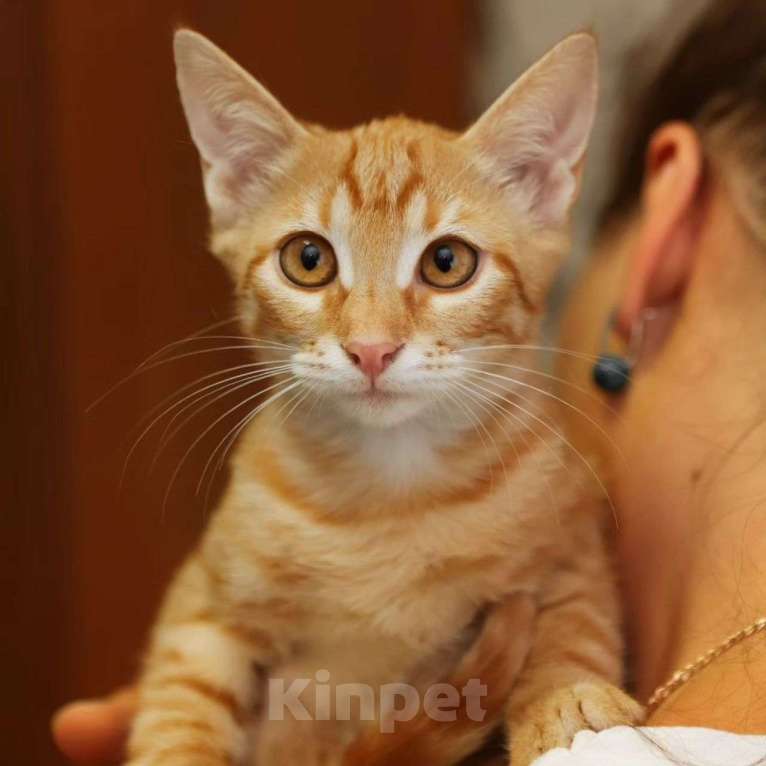 Кошки в Москве: Фанте срочно нужен дом 🆘️ Девочка, Бесплатно - фото 3