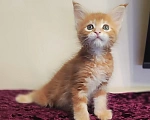 Кошки в Санкт-Петербурге: Котенок мейн кун из питомника 🍀 Мальчик, 90 000 руб. - фото 1