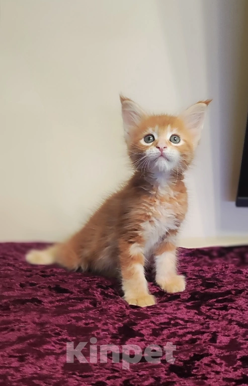 Кошки в Санкт-Петербурге: Котенок мейн кун из питомника 🍀 Мальчик, 90 000 руб. - фото 1
