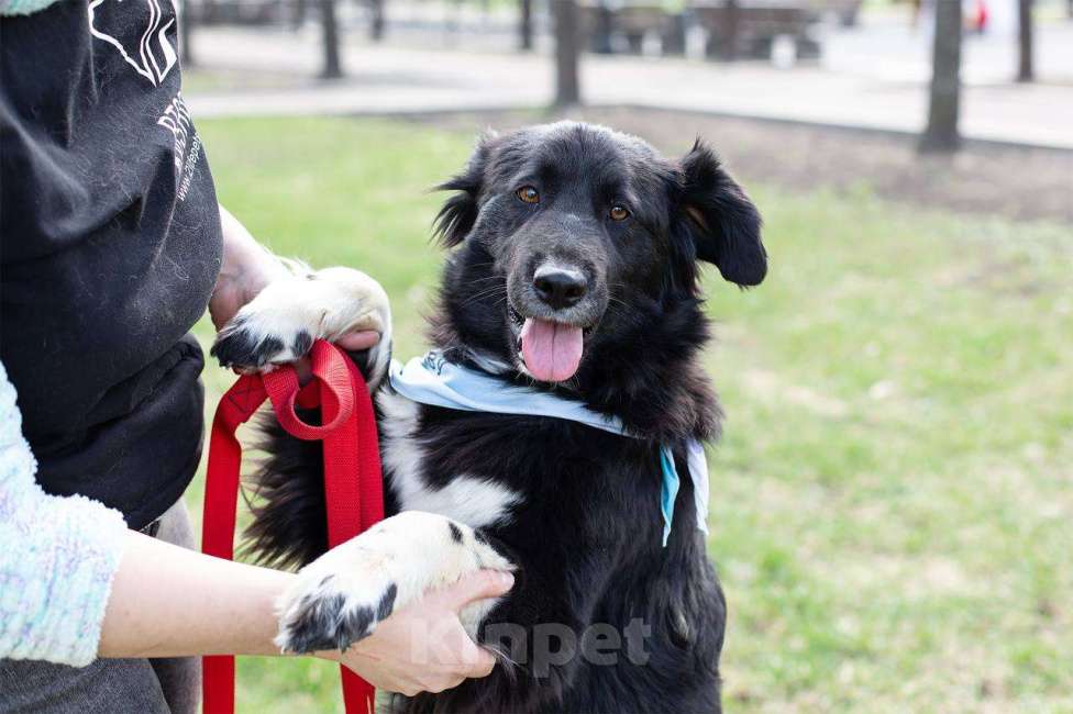 Собаки в Москве: Злата, идеальная собака для семьи с детьми Девочка, Бесплатно - фото 3