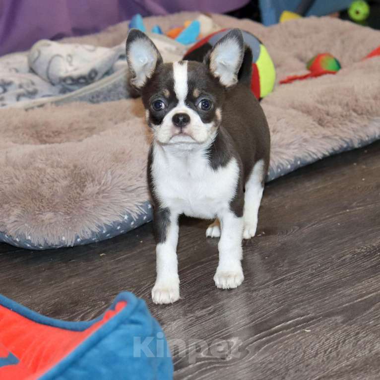 Собаки в Москве: Голубой красавчик Мальчик, 55 000 руб. - фото 1