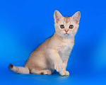 Кошки в Санкт-Петербурге: Котенок Шотландской прямоухой кошки Мальчик, 35 000 руб. - фото 1