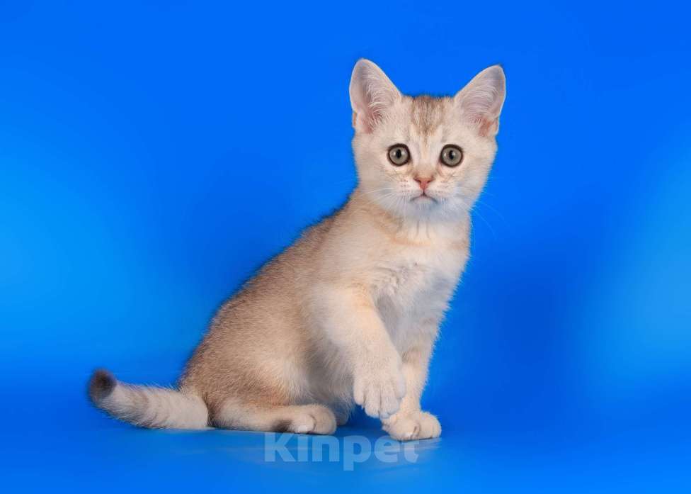 Кошки в Санкт-Петербурге: Котенок Шотландской прямоухой кошки Мальчик, 35 000 руб. - фото 1