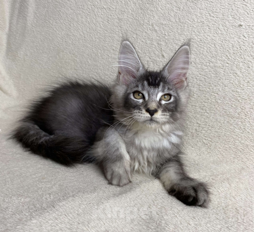 Кошки в Дмитрове: Черная серебристая тикированная девочка мейн кун Sakura  Девочка, 30 000 руб. - фото 1