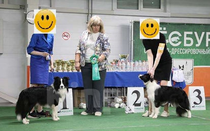 Собаки в других городах Ленинградской области: Бодер-Колли Мальчик, Бесплатно - фото 1
