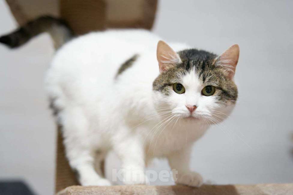 Кошки в Москве: Кошка Луша в добрые руки Девочка, Бесплатно - фото 3