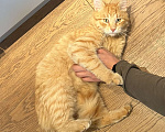 Кошки в других городах Московской области: Найден рыжий кот, ищет хозяина Мальчик, Бесплатно - фото 2