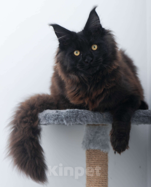 Кошки в Москве: Чёрный котенок мейн-кун  Мальчик, 45 000 руб. - фото 7