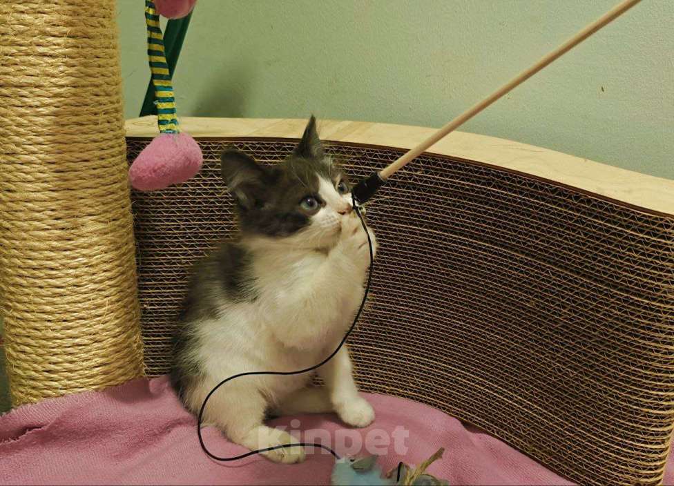 Кошки в Москве: Котенок-карапузик в добрые руки, 1,5 мес Мальчик, Бесплатно - фото 3