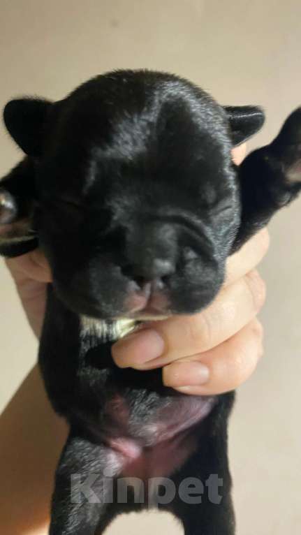 Собаки в Костроме: Щенок французского бульдога  Девочка, 35 000 руб. - фото 3