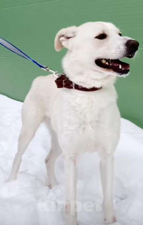 Собаки в Москве: Молодой гиперактивный пес Эпик ищет любящих хозяев Мальчик, Бесплатно - фото 1