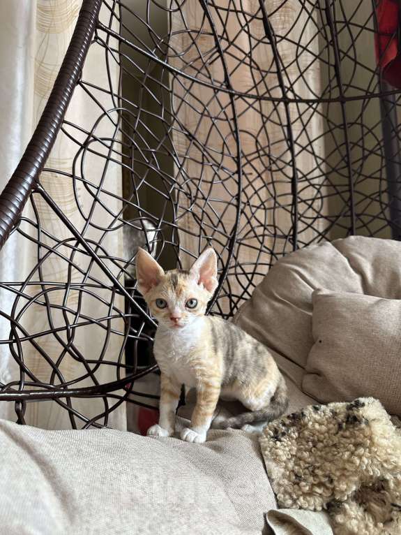 Кошки в Мурином: Demi mur Девочка, 65 000 руб. - фото 6