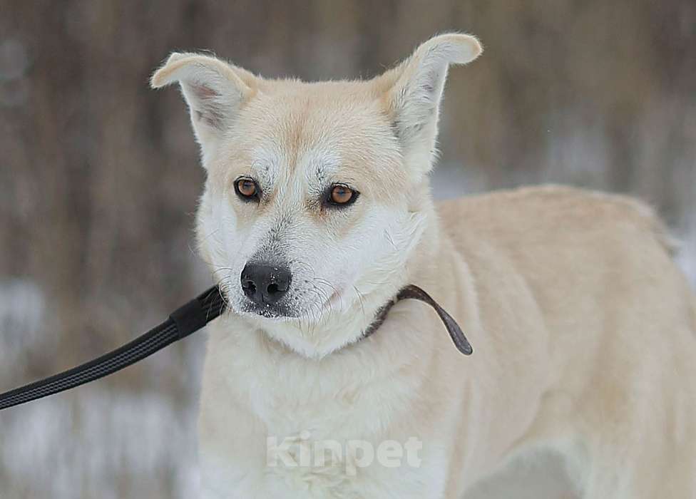 Собаки в Москве: Бася. Вторых таких глаз нет Мальчик, 1 руб. - фото 6