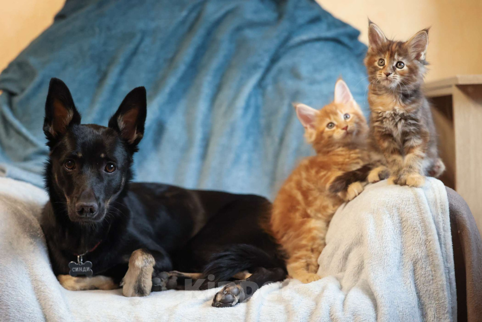 Кошки в Москве: Котенок мейн-кун Девочка, 60 000 руб. - фото 8