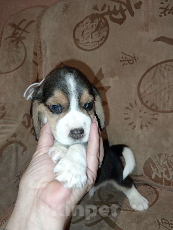 Собаки в Барнауле: Щенок бигля Мальчик, 40 000 руб. - фото 4