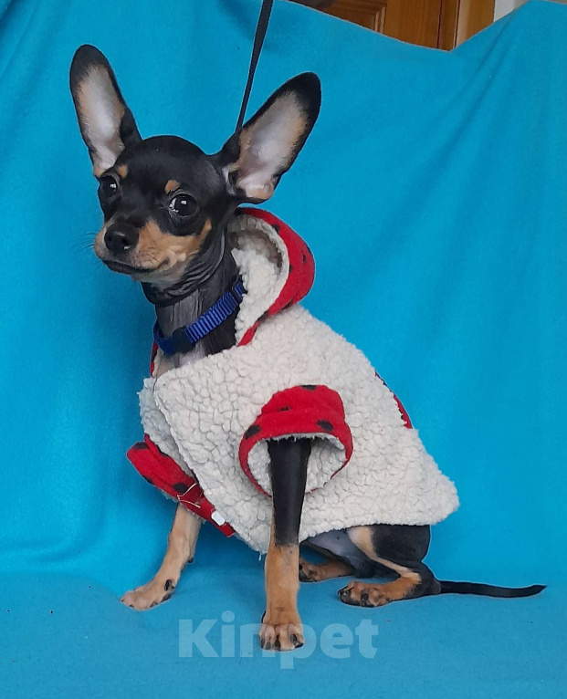 Собаки в Екатеринбурге: Щенки русского тоя гладкошёрстного Мальчик, 25 000 руб. - фото 2