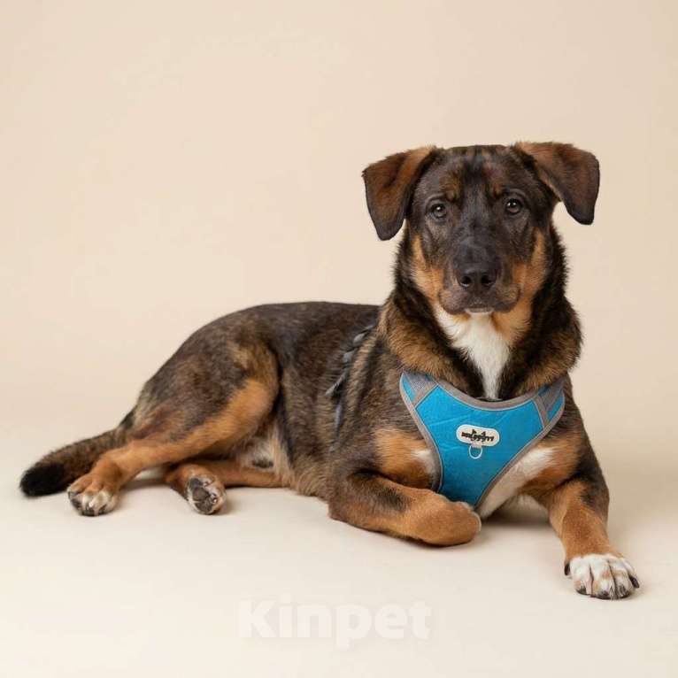 Собаки в Москве: щенок Боба в добрые руки Мальчик, Бесплатно - фото 1