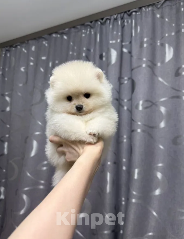 Собаки в Москве: Девочка Девочка, 30 000 руб. - фото 1