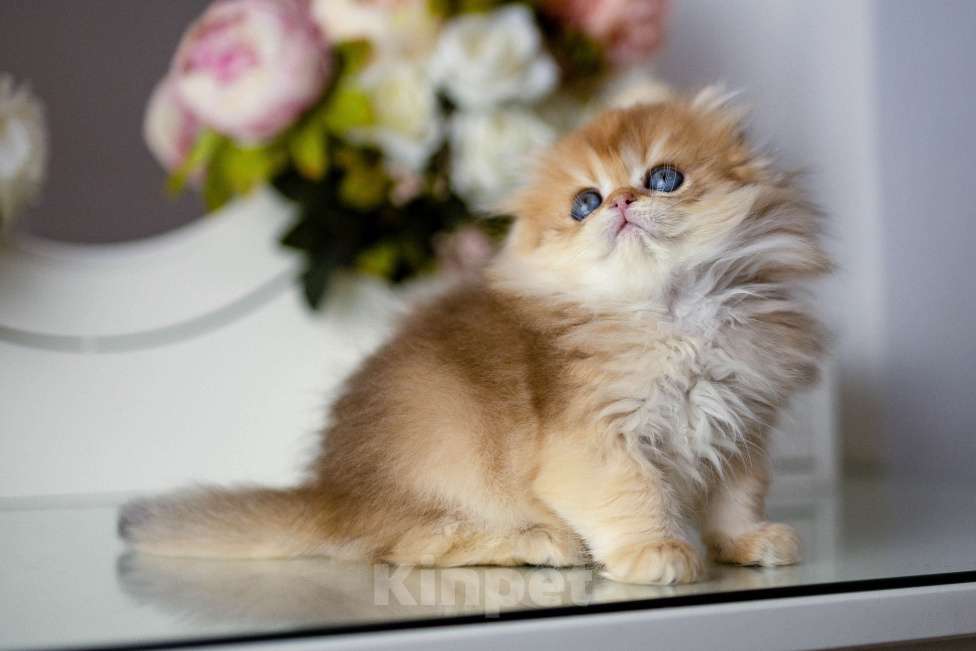 Кошки в Балашихе: Британская длинношерстная девочка Индика Девочка, 100 000 руб. - фото 1