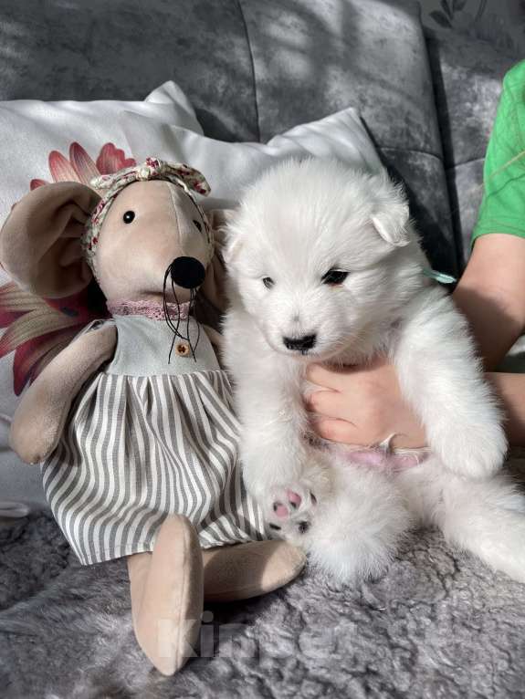 Собаки в Железногорске: Щенки самоеда Мальчик, 60 000 руб. - фото 2