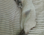Кошки в Королеве: Отдам кошку Девочка, Бесплатно - фото 2