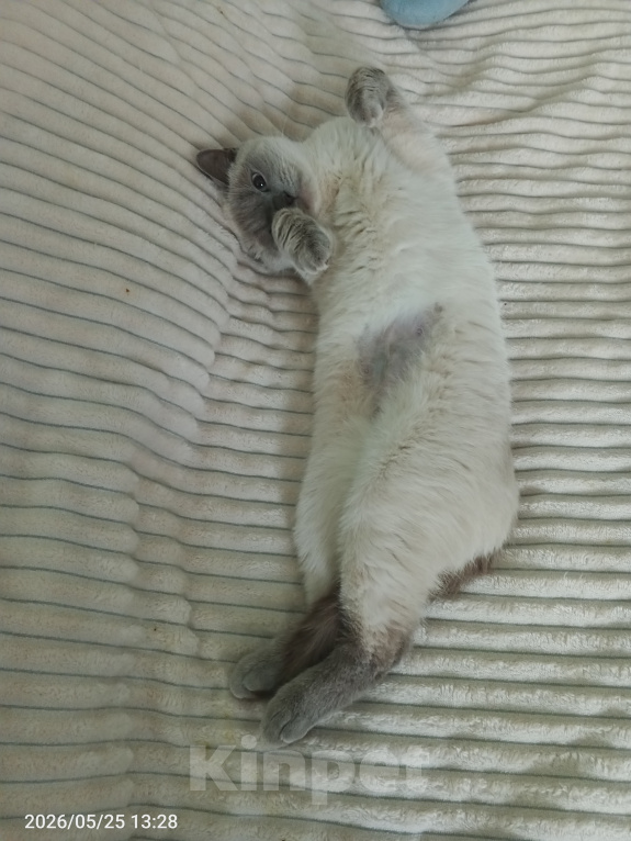 Кошки в Королеве: Отдам кошку Девочка, Бесплатно - фото 2