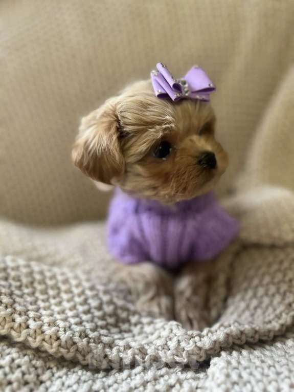 Собаки в Москве: Мальтипу F1 Девочка, 180 000 руб. - фото 1