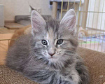 Кошки в Геленджике: Продаётся котёнок мейн-кун, девочка, серебристый окрас fs 24, из питомника EdenLight (Геленджик) Девочка, Бесплатно - фото 8