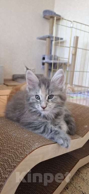 Кошки в Геленджике: Продаётся котёнок мейн-кун, девочка, серебристый окрас fs 24, из питомника EdenLight (Геленджик) Девочка, Бесплатно - фото 8
