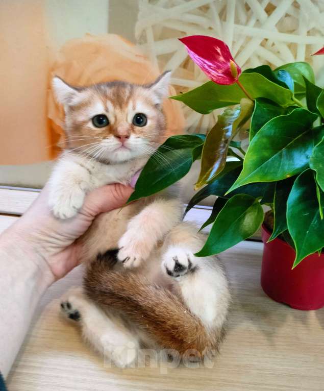 Кошки в Воронеже: Золотая шиншилла девочка  Девочка, 35 000 руб. - фото 3