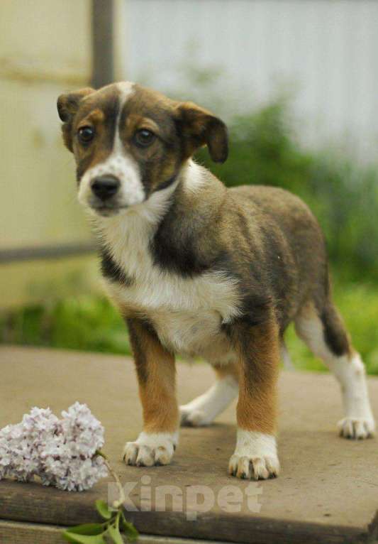 Собаки в Яхроме: Щенок девочка Дина ищет дом Девочка, Бесплатно - фото 3