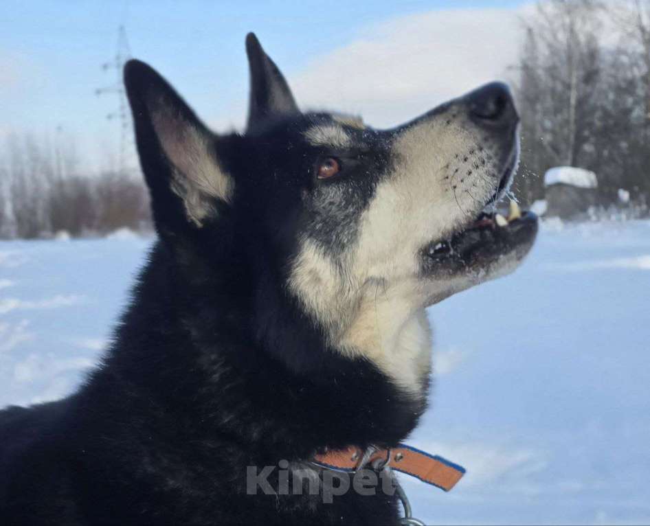 Собаки в Королеве: Малибу! Если вы в поисках не просто питомца, а настоящего друга, с которым хоть на край света Девочка, Бесплатно - фото 4