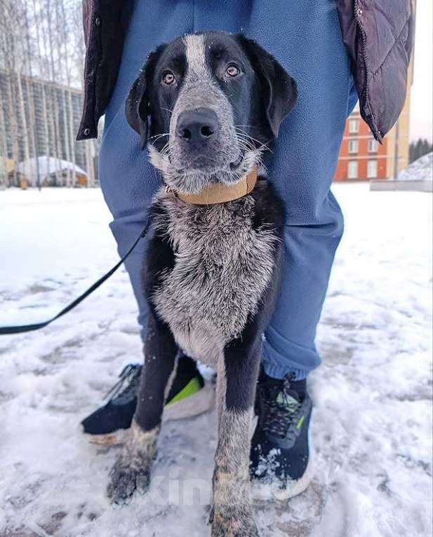 Собаки в Санкт-Петербурге: Миша, тот самый пёс, которого Вы будете называть “наш” Мальчик, 10 руб. - фото 6