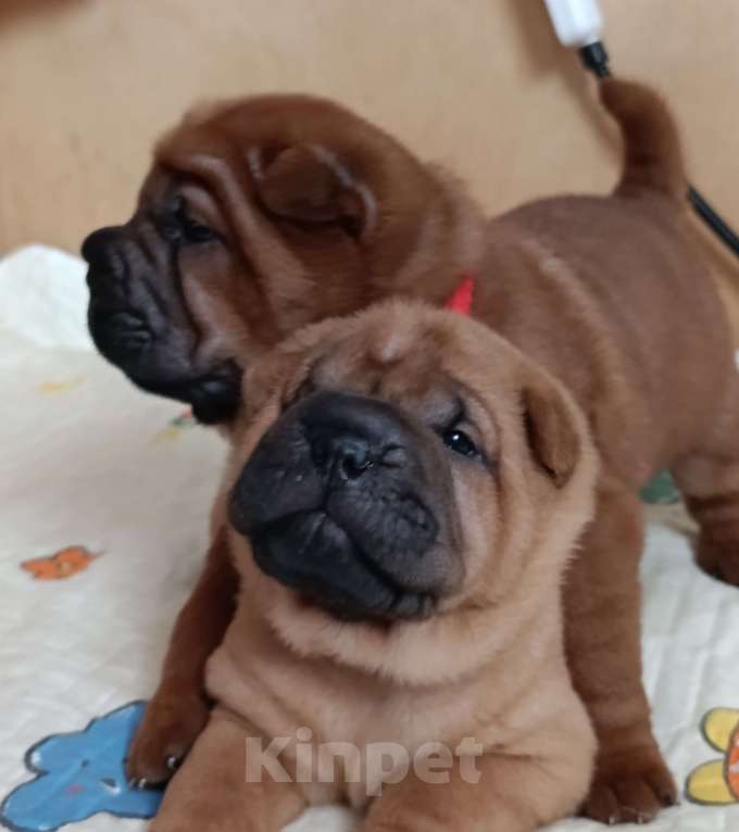 Собаки в других городах Калужской области: Щенки шарпея Мальчик, 50 000 руб. - фото 6