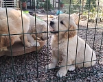Собаки в Выборге: Красивый щенок золотистый ретривер Девочка, 1 001 руб. - фото 5
