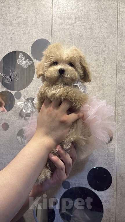 Собаки в Уфе: Мальтипу F1 девочка  Девочка, 120 000 руб. - фото 4